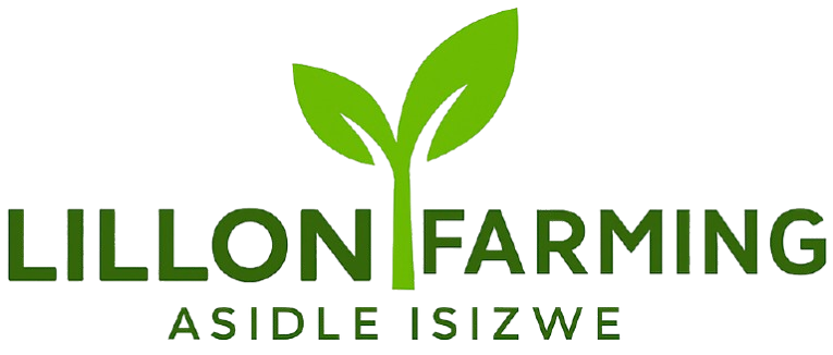 Lillon-New-Logo-removebg-preview